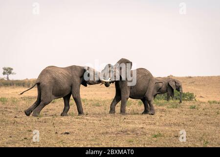 Zwei junge männliche Elefanten üben ihre Sparringtechniken in einem falschen Kampf. Aufnahme in der Masai Mara, Kenia. Stockfoto