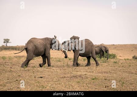 Zwei junge männliche Elefanten üben ihre Sparringtechniken in einem falschen Kampf. Aufnahme in der Masai Mara, Kenia. Stockfoto