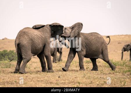 Zwei junge männliche Elefanten üben ihre Sparringtechniken in einem falschen Kampf. Aufnahme in der Masai Mara, Kenia. Stockfoto