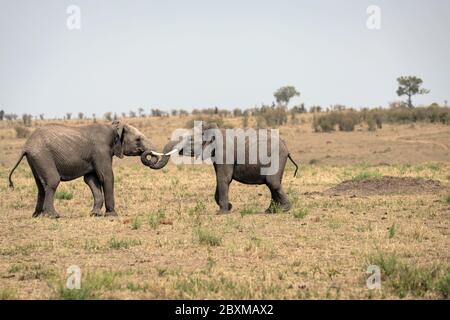 Zwei junge männliche Elefanten üben ihre Sparringtechniken in einem falschen Kampf. Aufnahme in der Masai Mara, Kenia. Stockfoto