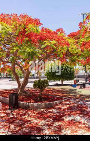 Delonix regia, Flamboyant, Flame Tree, mit seinen charakteristischen roten Blüten im späten Frühjahr, Playa San Juan, Teneriffa, Kanarische Inseln, Spanien Stockfoto