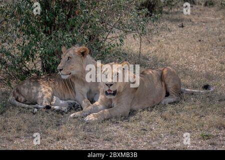 Zwei junge männliche Löwen mit ihren Mägen beginnen gerade zu wachsen und entspannen sich im Schatten eines Baumes. Aufnahme in der Masai Mara, Kenia. Stockfoto