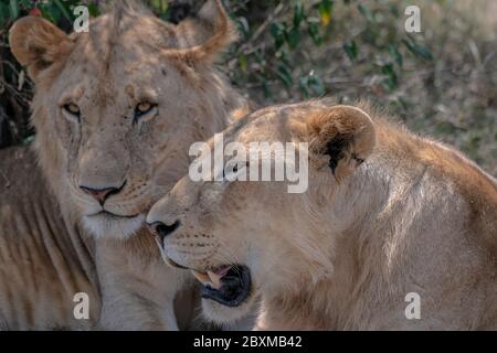 Nahaufnahme von zwei jungen Löwen mit ihren Mägen, die gerade erst zu wachsen beginnen. Aufnahme in der Masai Mara, Kenia. Stockfoto