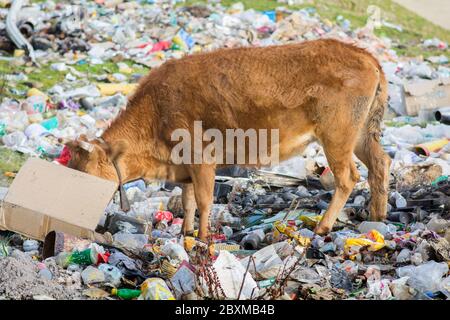 Braune Kuh, die Müll aus einer Kartonschachtel in einem Müllcontainer isst Stockfoto