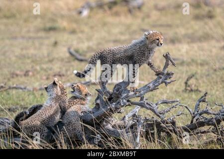 Kleines Gepard-Junge, das auf dem Ast eines gefallenen Baumes steht, während zwei andere Junge auf dem Boden spielen. Aufnahme in der Masai Mara, Kenia. Stockfoto