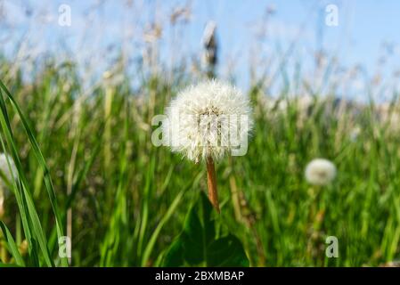 Schöner weißer Löwenzahn auf EINEM Rasen. Weißer Löwenzahn im Feld. Selektiver Fokus. Stockfoto