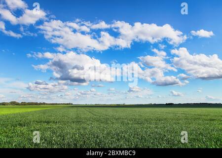 Grünes Feld mit blauem Himmel und Wolken Stockfoto