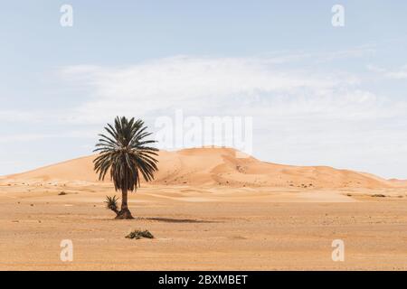 Schöne Wüstenlandschaft mit Sanddünen und einer einsamen Palme. Reisen in Marokko, Sahara, Merzouga. Natur Hintergrund. Stockfoto