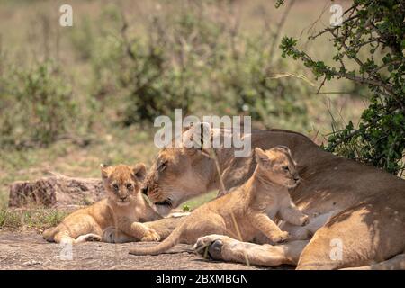 Mutter Löwin aus dem Black Rock Pride kümmert sich um ihre jungen Jungen. Aufnahme in der Masai Mara, Kenia. Stockfoto