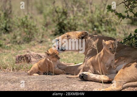 Mutter Löwin vom Black Rock Pride wäscht ein kleines Junge, während ein anderer auf sie klettert. Aufnahme in der Masai Mara, Kenia. Stockfoto