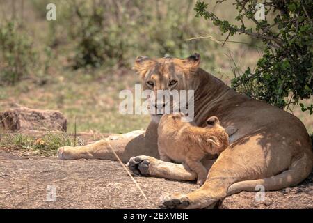 Mutter Löwin aus dem Black Rock Pride pflegt ihr junges Junge. Aufnahme in der Masai Mara, Kenia. Stockfoto