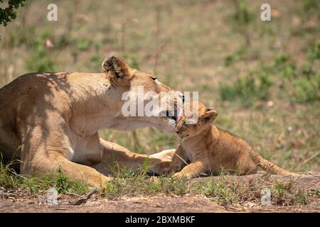 Mutter Löwin aus dem Black Rock Pride wäscht das Gesicht ihres kleinen Jungen. Aufnahme in der Masai Mara, Kenia. Stockfoto