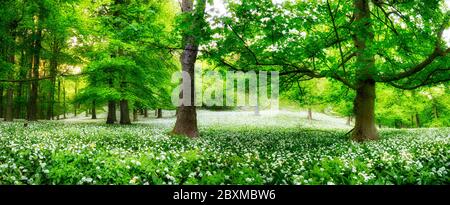 Geenen Wald mit Bärlauch bei Sonnenuntergang, Slowakei Stockfoto