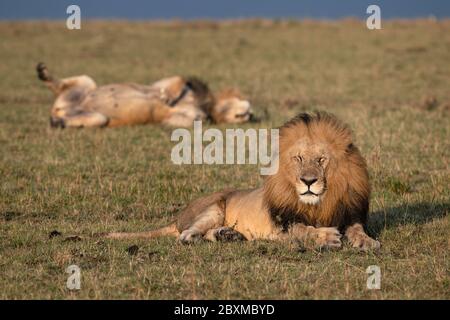 Zwei schöne große Löwen, die in der frühen Morgensonne im Gras liegen. Aufnahme in der Masai Mara, Kenia. Stockfoto