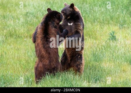 Amerikanischer Schwarzbär kämpft auf der Wiese Stockfoto