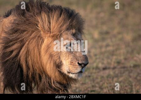 Nahaufnahme eines großen männlichen Löwen, der durch das Gras auf der Savanne geht. Aufnahme in der Maasai Mara, Kenia. Stockfoto