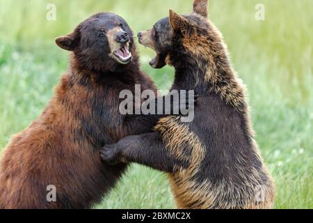 Amerikanischer Schwarzbär kämpft auf der Wiese Stockfoto