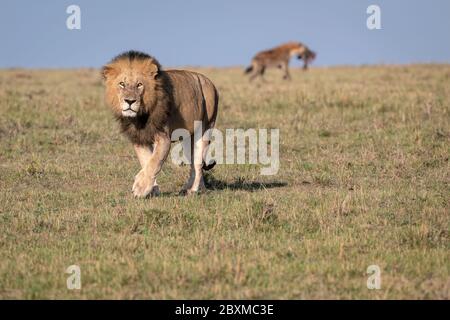 Ein großer männlicher Löwe geht durch das Gras, während eine Hyäne die Überreste der Mahlzeit nimmt, die er zurückgelassen hat. Aufnahme in der Maasai Mara, Kenia. Stockfoto