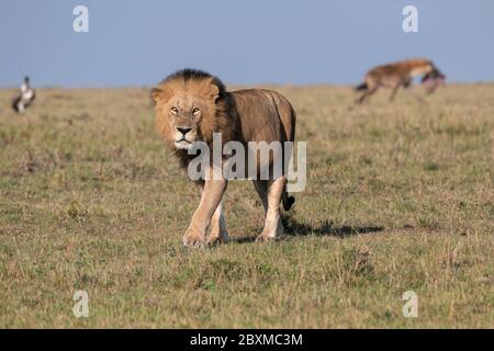 Ein großer männlicher Löwe geht durch das Gras, während eine Hyäne die Überreste der Mahlzeit nimmt, die er zurückgelassen hat. Aufnahme in der Maasai Mara, Kenia. Stockfoto