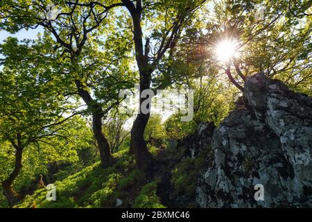 Wald und Berg in Karpaten mit Sonne, Slowakei Stockfoto