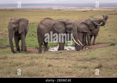 Kleine Herde von Elefanten um eine Wasserquelle versammelt Trinkwasser. Aufnahme in der Maasai Mara, Kenia.