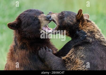 Amerikanischer Schwarzbär kämpft auf der Wiese Stockfoto