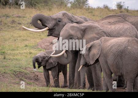 Kleine Herde von Elefanten um eine Wasserquelle versammelt Trinkwasser. Aufnahme in der Maasai Mara, Kenia. Stockfoto