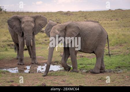 Zwei Elefanten versammelten sich um ein Wasserloch und tranken Wasser. Aufnahme in der Maasai Mara, Kenia. Stockfoto