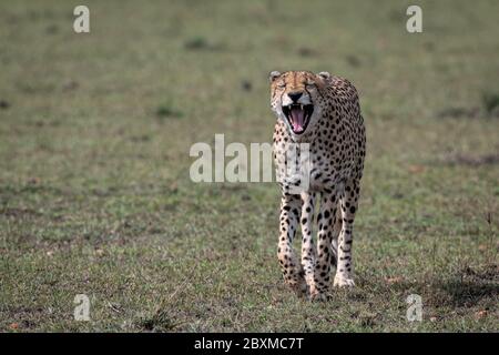 Nahaufnahme eines jungen Geparden, der gähnt, während er durch die offene Savanne geht. Aufnahme in der Maasai Mara, Kenia. Stockfoto