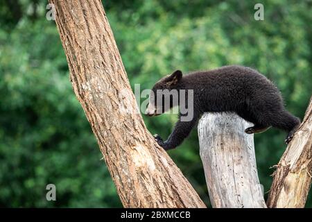 Der junge amerikanische Schwarzbär klettert auf den Baum Stockfoto