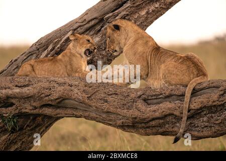 Zwei Löwenjungen spielen auf dem Ast eines gefallenen Baumes kämpfen. Aufnahme im Maasai Mara National Reserve, Kenia. Stockfoto