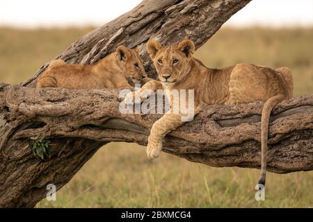 Zwei Löwenjungen, die auf dem Ast eines gefallenen Baumes liegen. Aufnahme im Maasai Mara National Reserve, Kenia. Stockfoto