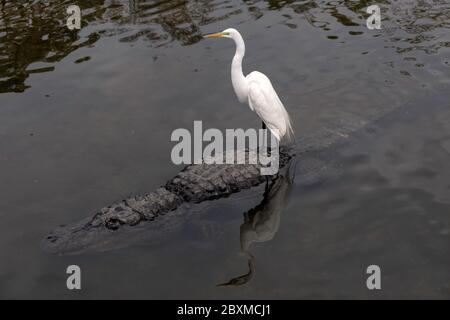 Reiher, der auf dem Rücken eines Alligators steht, mit einer schönen Spiegelung im Wasser. Stockfoto