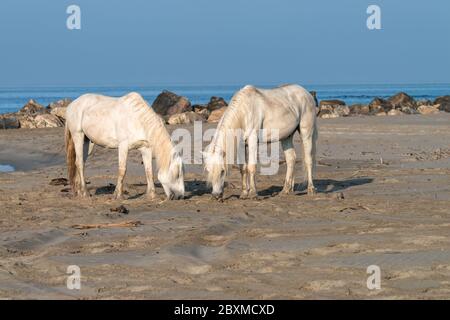 Zwei weiße Pferde am Strand grasen auf Heu. Stockfoto