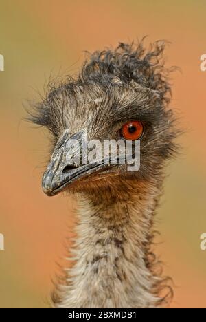 Gemeine Emu - Dromaius novaehollandiae, Porträt von großen Boden populären Vogel aus australischen Savannen und Büschen, Australien. Stockfoto
