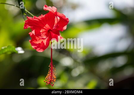 Blüten einer roten Hibiskus (chinesische Rose) Stockfoto