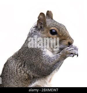 Nahaufnahme halblanges Profilbild eines grauen Eichhörnchens mit seinen Pfoten zu seinem Mund Fütterung. Isoliert auf einem weißen Hintergrund Stockfoto