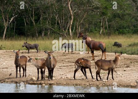 Eine Mischung von Arten sammeln sich an einem Wasserloch im Lake Mburo National Park. Verschiedene Pflanzenfresser können sich an Trinkstellen mit wenig intraspezifischer Wirkung mischen Stockfoto