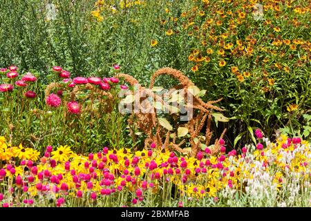 Garten in voller Blüte Amaranth Rudbeckia China Aster Sneezeweed Gomphrena Stockfoto