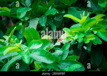 Weibliche Rosenberingsittich, die durch die Zweige auf EINEN Baum zupeppt. Weibliche Papageien haben keinen unverwechselbaren Ring um ihren Hals. Stockfoto