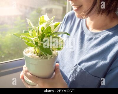 Grüne Pflanzen in Topf in schönen glücklichen asiatischen Frau Hände in der Nähe des Fensters in der Wohnung am Morgen mit Sonnenlicht, Hintergrundbeleuchtung und Sonneneinstrahlung Stil. Stockfoto