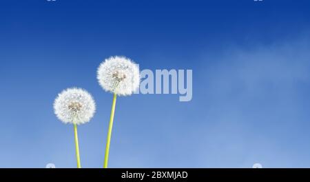 Löwenzahn auf blauem Himmel Hintergrund. Stockfoto