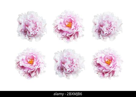 Set von rosa Pfingstrosen isoliert auf weißem Hintergrund. Stockfoto