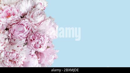 Zartrosa Pfingstrose Blumenstrauß auf blauem Hintergrund. Stockfoto