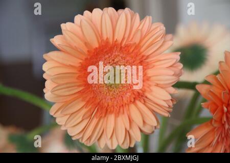 Orangener Gerbera mit grünem Herz in einer Vase in einem Bouquet vom Typ Max Stockfoto