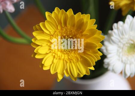 Gelbe Gerbera in einer Vase in einem Bouquet vom Bolero Cancan Typ Stockfoto