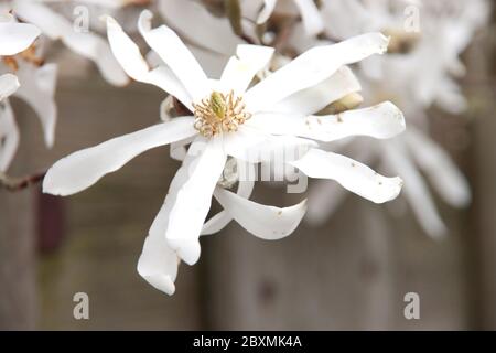 Magnolia stellata, manchmal auch Sternmagnolie mit weißer Blüte in einem Garten in Nieuwerkerk aan den IJssel genannt Stockfoto
