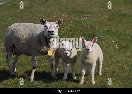 Neugeborene Lämmer im Gras entlang des Deiches während des Frühlings in den Niederlanden Stockfoto