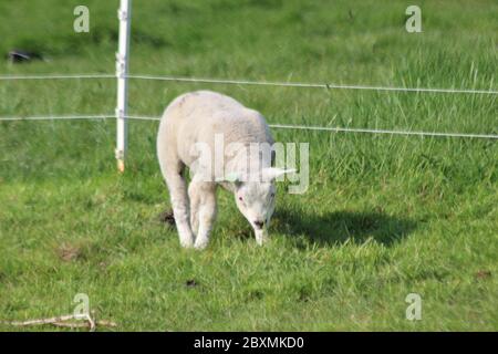 Neugeborene Lämmer im Gras entlang des Deiches während des Frühlings in den Niederlanden Stockfoto