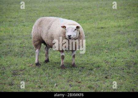 Schwangere Schafe auf der Wiese in Nieuwerkerk aan den IJssel niederlande Stockfoto